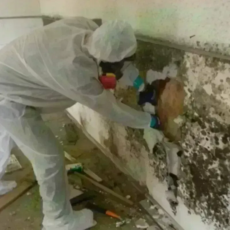 Mold Remediation and Removal in Mission, TX